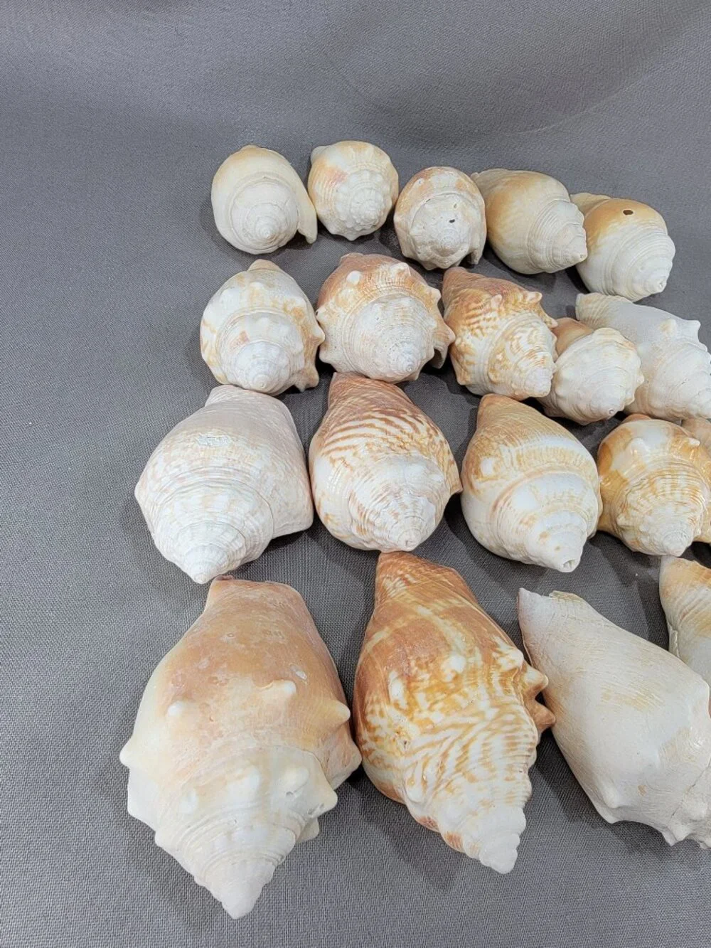 Conch Shell Seashell Lot of 20 Nautical Beach Ocean Decor Crafts
